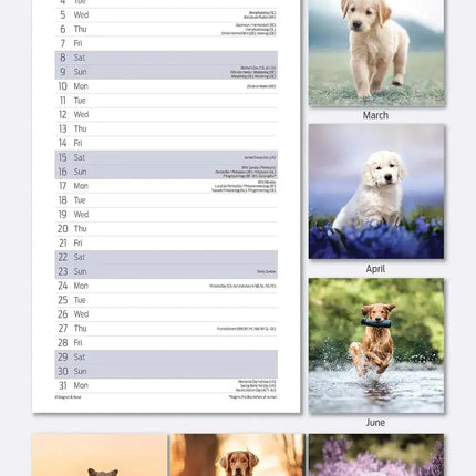 Magnet & Steel Golden Retriever Kalender 2027 Slimline
