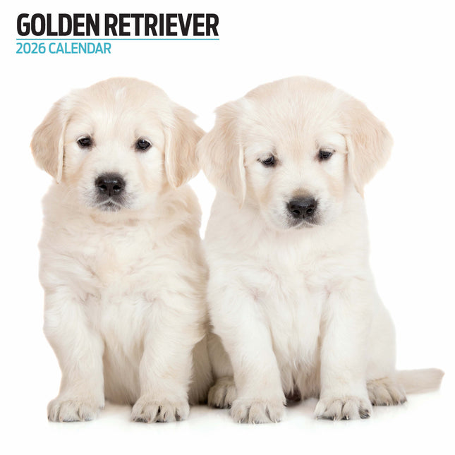 Magnet & Steel Golden Retriever Modern Kalender 2026
