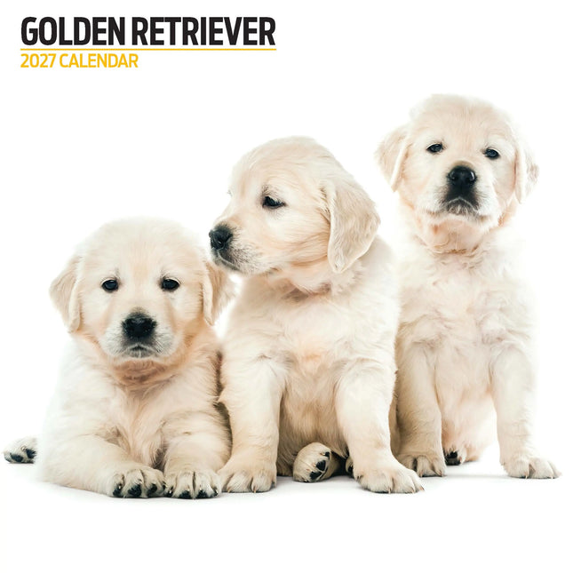 Magnet & Steel Golden Retriever Modern Kalender 2026