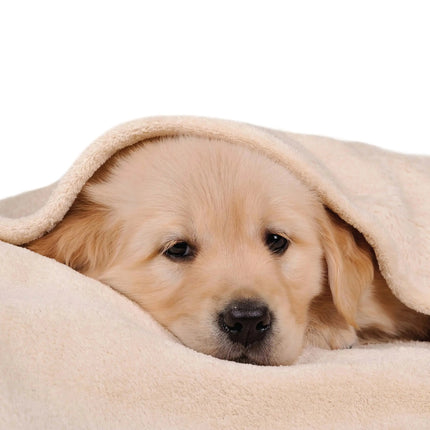 Magnet & Steel Golden Retriever Modern Kalender 2027