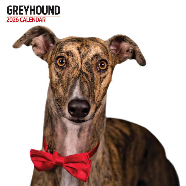 Magnet & Steel Greyhound Modern Kalender 2026