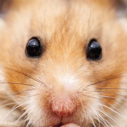 Magnet & Steel Hamster Kalender 2026 Slimline