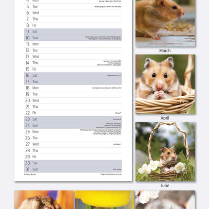 Magnet & Steel Hamster Kalender 2026 Slimline