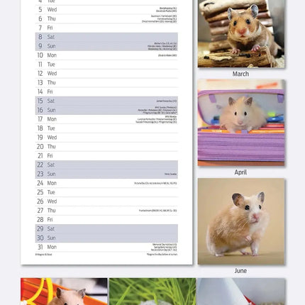 Magnet & Steel Hamster Kalender 2026 Slimline