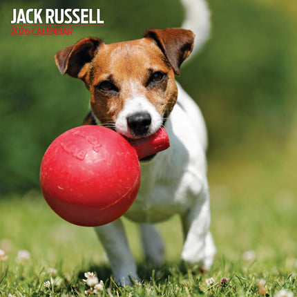Magnet & Steel Jack Russell Terrier Kalender 2026
