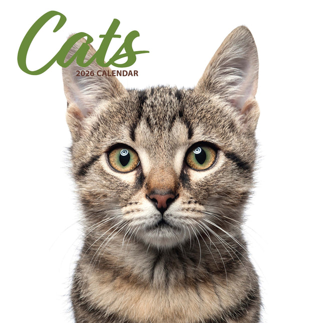 Magnet & Steel Katten Modern Kalender 2026