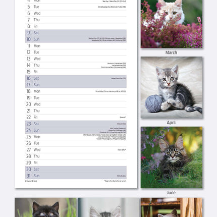 Magnet & Steel Kittens Kalender 2026 Slimline