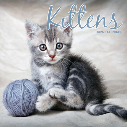 Magnet & Steel Kittens Kalender 2027
