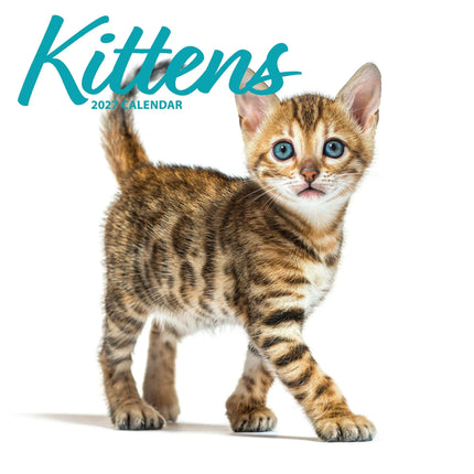 Magnet & Steel Kittens Modern Kalender 2026