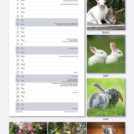 Magnet & Steel Konijnen Kalender 2026 Slimline