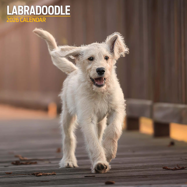 Magnet & Steel Labradoodle Kalender 2026