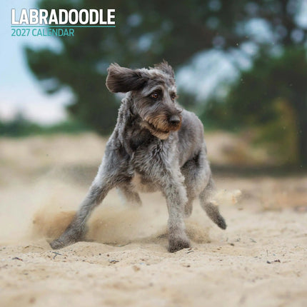 Magnet & Steel Labradoodle Kalender 2027