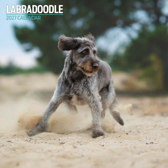 Magnet & Steel Labradoodle Kalender 2027