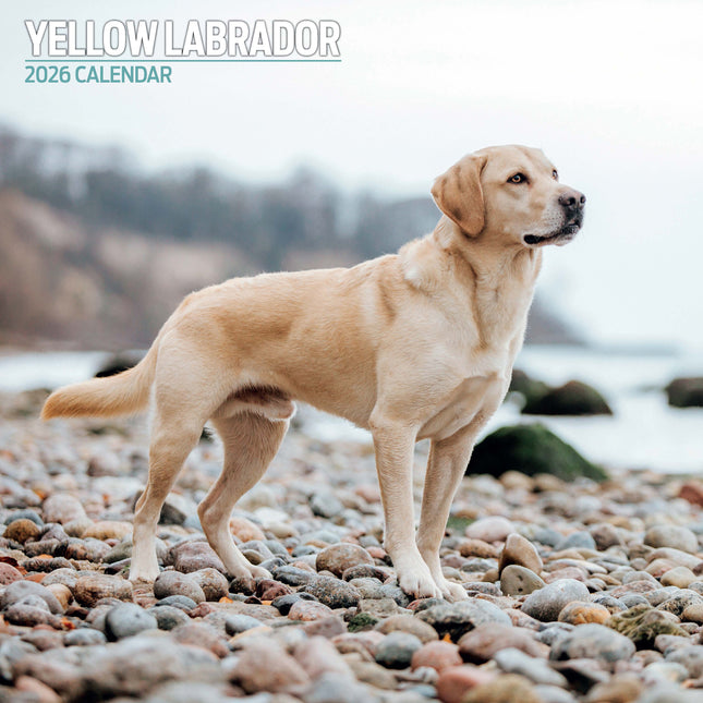 Magnet & Steel Labrador Retriever Blond Kalender 2026