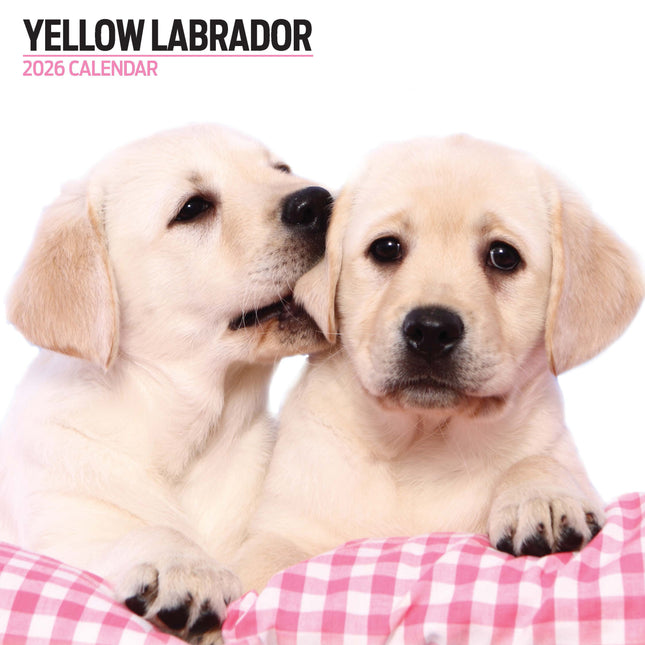 Magnet & Steel Labrador Retriever Blond Modern Kalender 2026