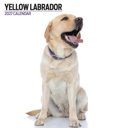 Magnet & Steel Labrador Retriever Blond Modern Kalender 2027
