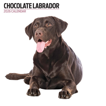 Magnet & Steel Labrador Retriever Bruin Modern Kalender 2026