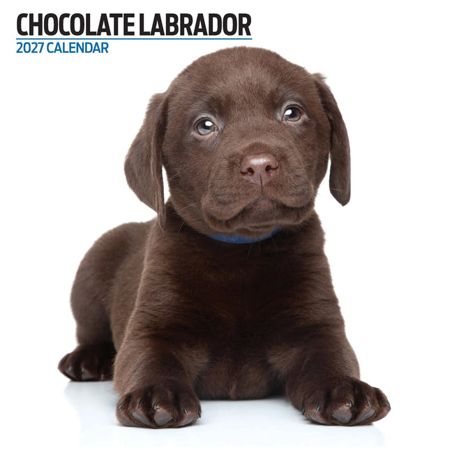 Magnet & Steel Labrador Retriever Bruin Modern Kalender 2027