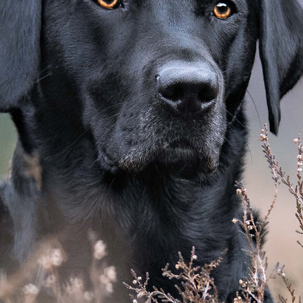 Magnet & Steel Labrador Retriever Kalender Zwart 2026 Slimline