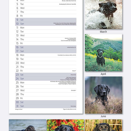 Magnet & Steel Labrador Retriever Kalender Zwart 2026 Slimline