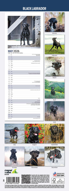 Magnet & Steel Labrador Retriever Kalender Zwart 2026 Slimline