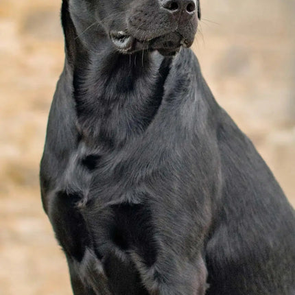 Magnet & Steel Labrador Retriever Kalender Zwart 2026 Slimline
