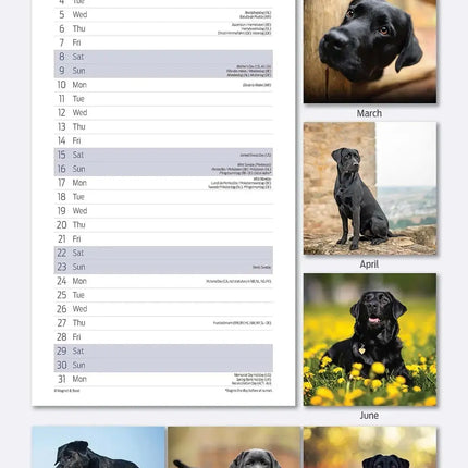 Magnet & Steel Labrador Retriever Kalender Zwart 2026 Slimline