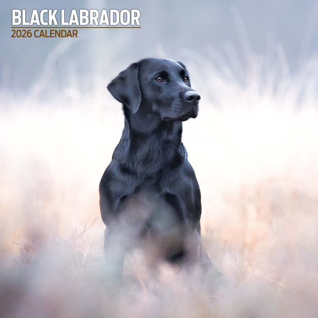 Magnet & Steel Labrador Retriever Zwart Kalender 2026