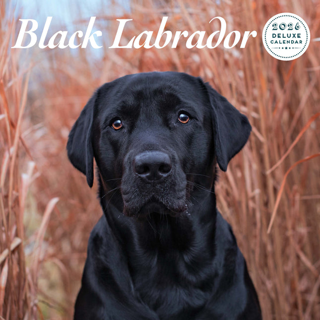 Magnet & Steel Labrador Retriever Zwart Kalender 2026 Deluxe