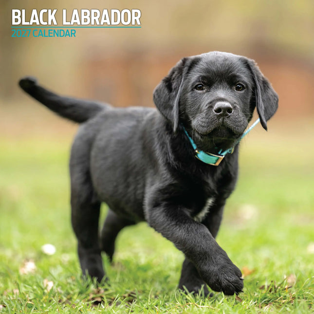 Magnet & Steel Labrador Retriever Zwart Kalender 2027