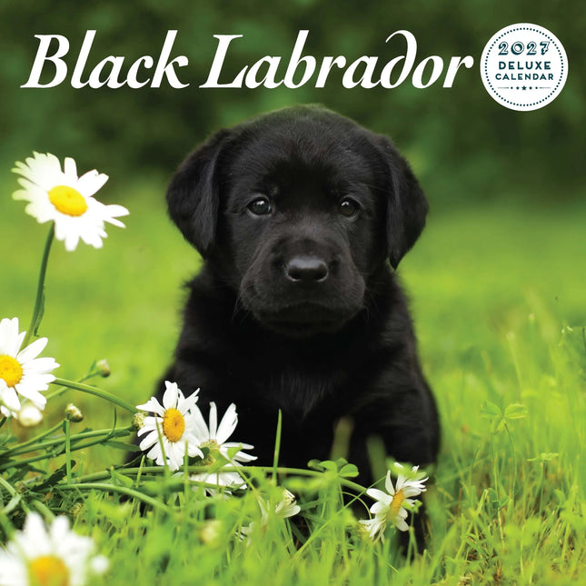 Magnet & Steel Labrador Retriever Zwart Kalender 2027 Deluxe