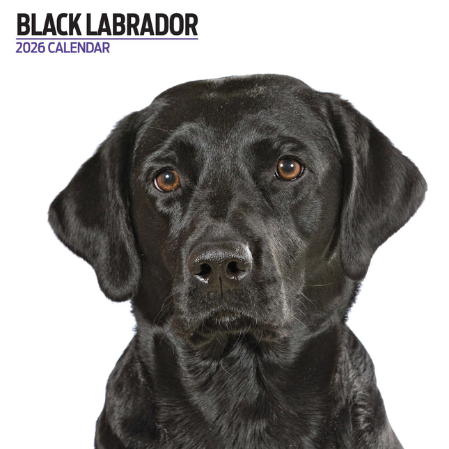 Magnet & Steel Labrador Retriever Zwart Modern Kalender 2026