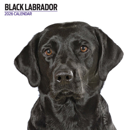 Magnet & Steel Labrador Retriever Zwart Modern Kalender 2027