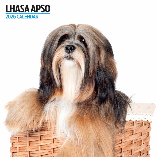 Magnet & Steel Lhasa Apso Modern Kalender 2026