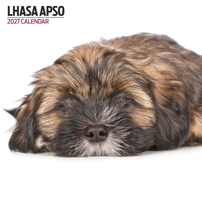 Magnet & Steel Lhasa Apso Modern Kalender 2027