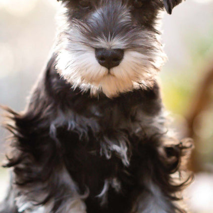 Magnet & Steel Miniatuur Schnauzer Kalender 2026 Slimline