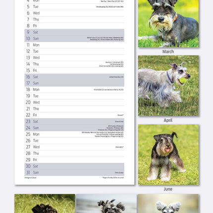 Magnet & Steel Miniatuur Schnauzer Kalender 2026 Slimline