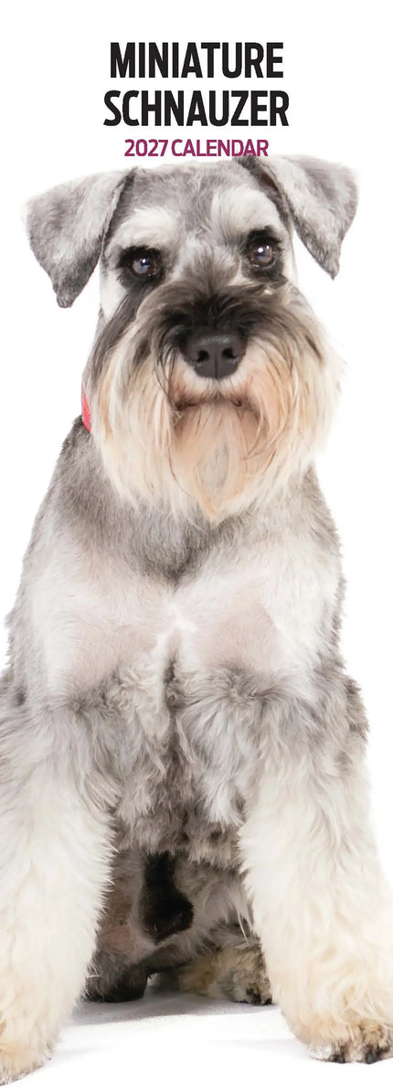 Magnet & Steel Miniatuur Schnauzer Kalender 2026 Slimline