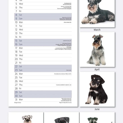 Magnet & Steel Miniatuur Schnauzer Kalender 2026 Slimline
