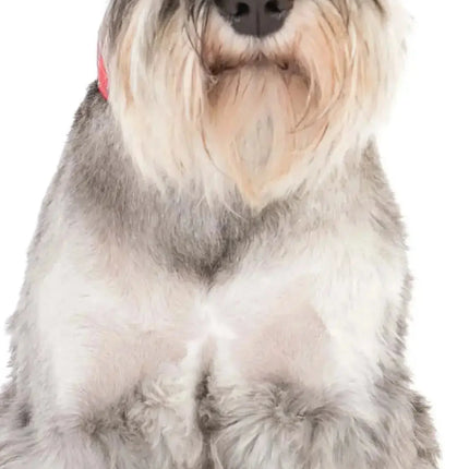 Magnet & Steel Miniatuur Schnauzer Kalender 2027 Slimline