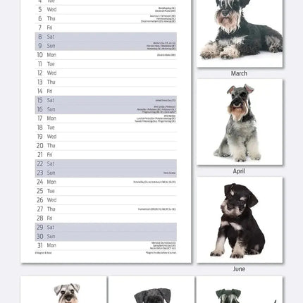 Magnet & Steel Miniatuur Schnauzer Kalender 2027 Slimline