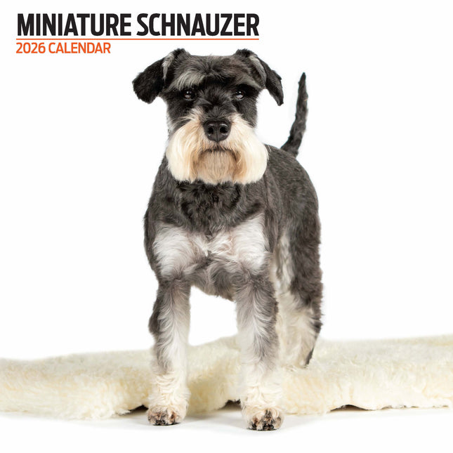 Magnet & Steel Miniatuur Schnauzer Modern Kalender 2026