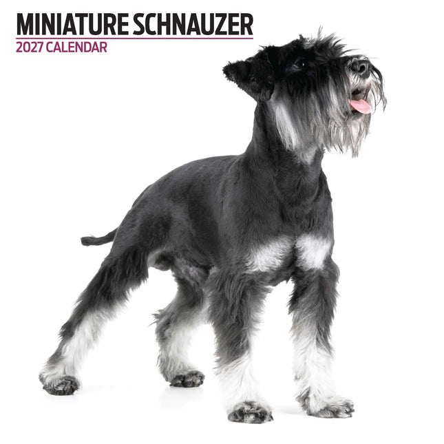 Magnet & Steel Miniatuur Schnauzer Modern Kalender 2026