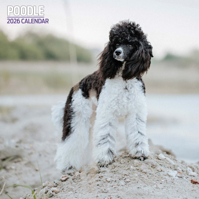 Magnet & Steel Poedel Kalender 2026