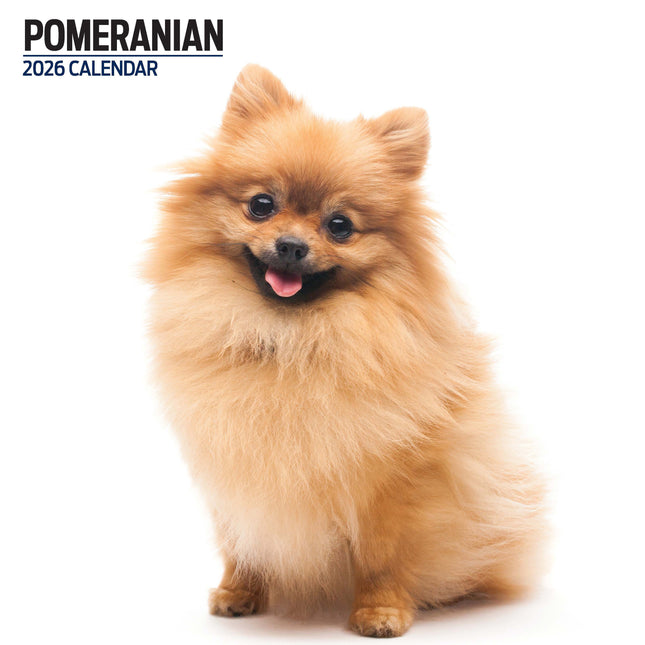 Magnet & Steel Pomeranian Modern Kalender 2026