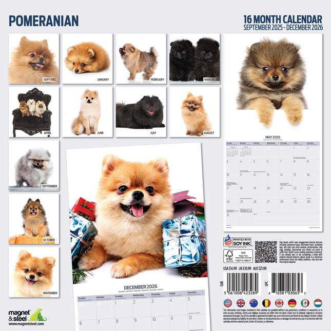 Magnet & Steel Pomeranian Modern Kalender 2026