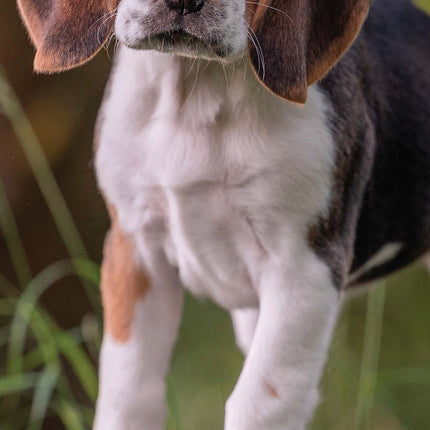 Magnet & Steel Puppy Kalender 2026 Slimline