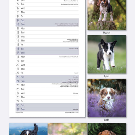 Magnet & Steel Puppy Kalender 2026 Slimline