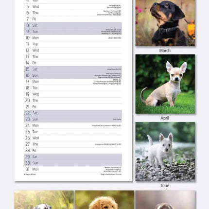 Magnet & Steel Puppy Kalender 2026 Slimline