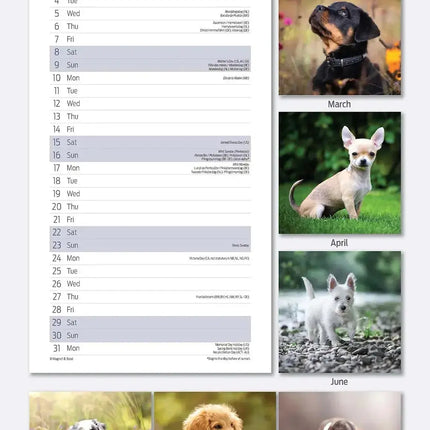 Magnet & Steel Puppy Kalender 2027 Slimline